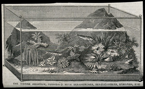 A marine aquarium furnished with sea-anemones, sea-cucumbers and starfish. Wood engraving.