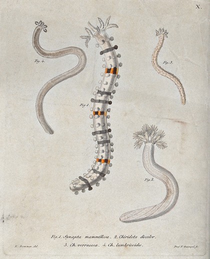 A variety of sea creatures. Coloured etching by F. Guimpel after E. Bommer.