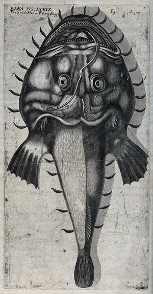 view A toad-fish. Engraving.