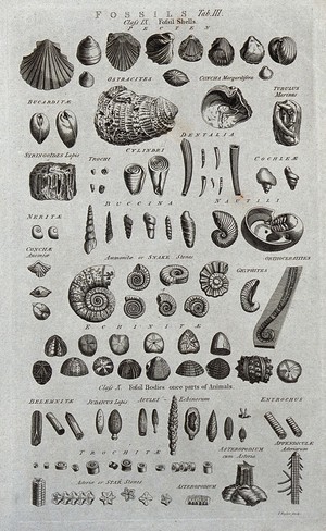 view A variety of fossils, including shells, ammonites and fossil bodies. Etching by I. Taylor.