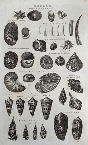 A variety of shells, including limpets, turbines and trumpet-shells. Etching by I. Taylor.