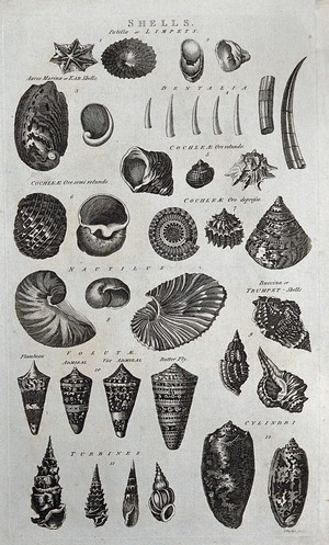 view A variety of shells, including limpets, turbines and trumpet-shells. Etching by I. Taylor.