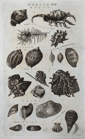 A variety of shells, including porcellain shells, oyster shells and marina shells. Etching by I. Taylor.