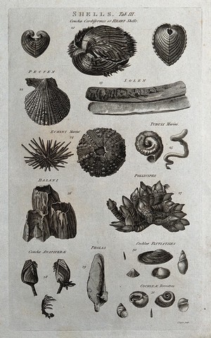 view A variety of shells, including heart shells, tubuli and balani. Etching by I. Taylor.