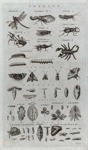 view A variety of insects including the dragon fly, the lantern fly, the cricket and the caterpillar. Etching by I. Taylor.