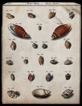 A variety of shells. Coloured etching.