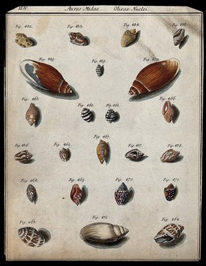 view A variety of shells. Coloured etching.