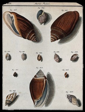 A variety of shells. Coloured etching.