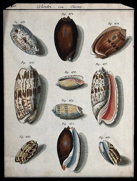 A variety of shells. Coloured etching.