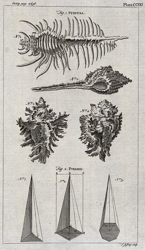 view Above, the shell of a purpura; below, three sea shells and three diagrams of pyramids. Etching by T. Jefferys.