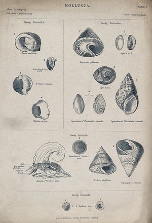 view A variety of molluscs, including the class of gasteropods. Line block.