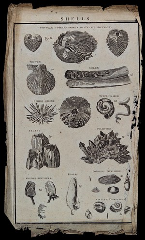 view A variety of heart-shaped shells (conche cordiformes). Etching.