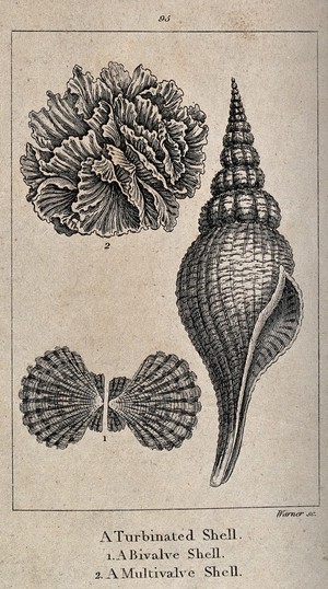 view A turbinated shell, a bivalve shell and a multivalve shell. Etching by G. Warner.