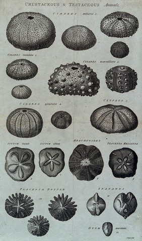 A variety of crustaceous and testaceous animals. Etching by I. Taylor.