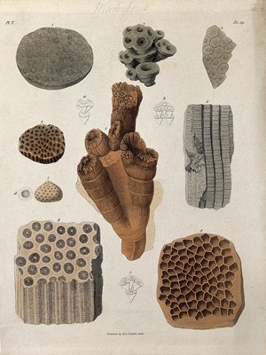 view A variety of madrepores. Coloured etching by S. Springsguth.