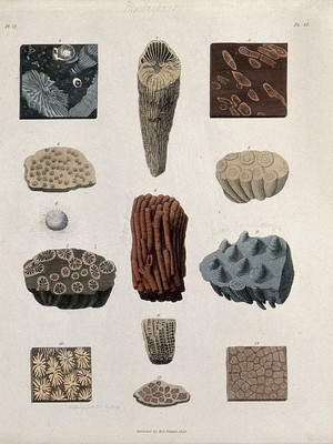 view A variety of madrepores. Coloured etching by S. Springsguth.