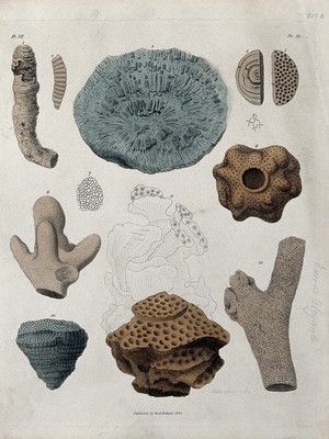 view A variety of madrepores. Coloured etching by S. Springsguth.