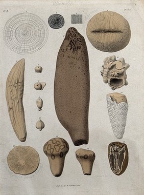 A variety of madrepores. Coloured etching by S. Springsguth.