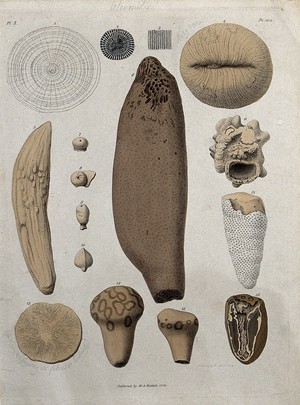 view A variety of madrepores. Coloured etching by S. Springsguth.