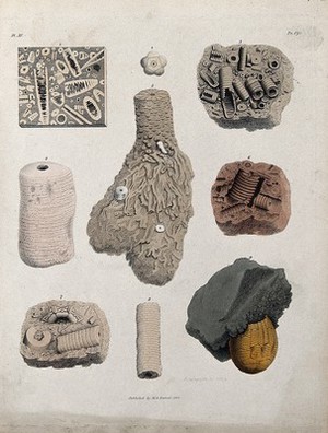 view A variety of madrepores and fossils. Coloured etching by S. Springsguth.