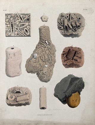 A variety of madrepores and fossils. Coloured etching by S. Springsguth.
