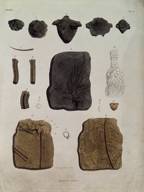 A variety of madrepores and fossils. Coloured etching by S. Springsguth.