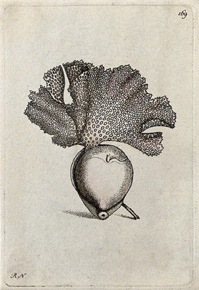 A mollusc. Coloured etching.