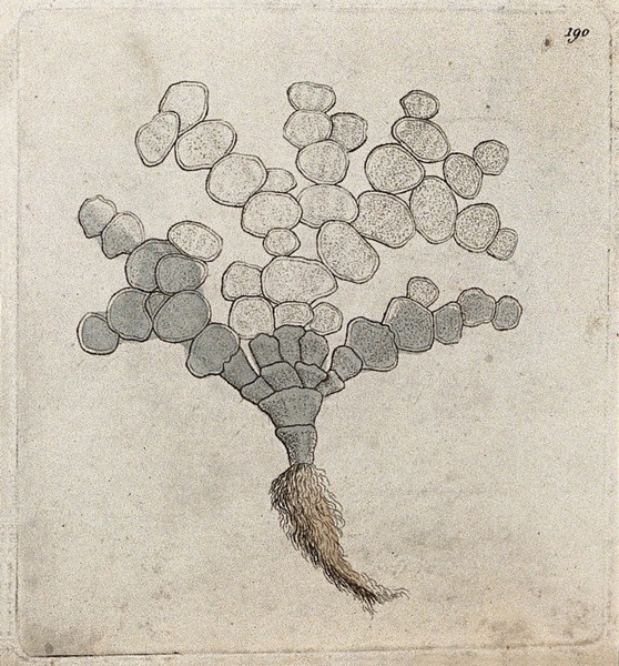 A mollusc. Coloured etching.