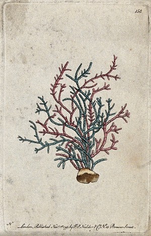 view A coral. Coloured etching.