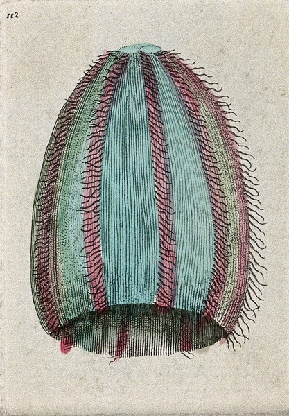 A mollusc. Coloured etching.