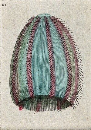 view A mollusc. Coloured etching.