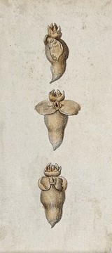 A mollusc: three views. Coloured etching.