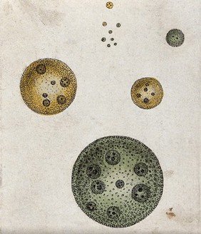 Marine animalcules. Coloured etching.