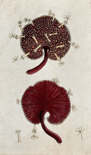 view Two marine spongiform animals. Coloured etching.