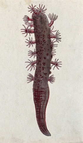 A marine animal (coelenterate). Coloured etching.