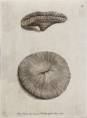 view Two molluscs. Etching.