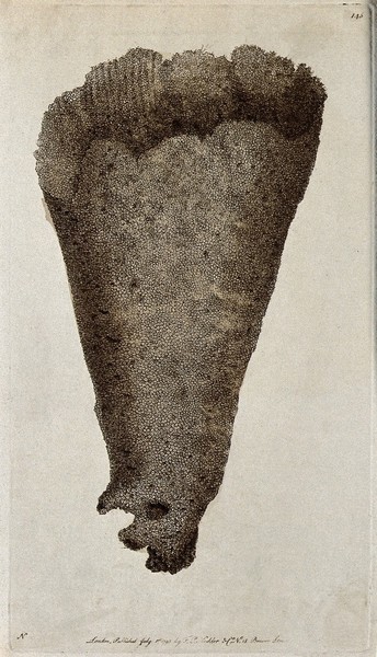 A marine animal. Coloured etching.