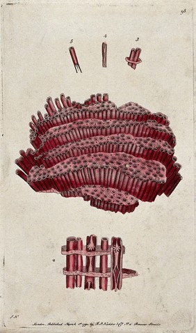 A marine coelenterate and cross-sections of its parts. Coloured etching.