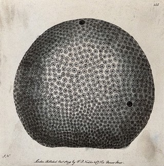 A spherical marine animal. Etching.