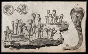 view Above, a coin depicting emperor Tyrus shown from both sides; below a culture of phosphorescent marine plants on a shore. Etching.