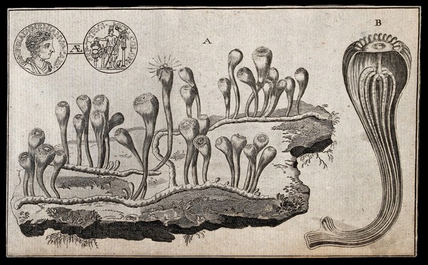 Above, a coin depicting emperor Tyrus shown from both sides; below a culture of phosphorescent marine plants on a shore. Etching.