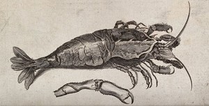 view A large crustacean (crab) next to an enlarged detail of its leg. Etching.