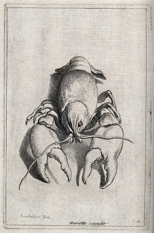 view A crustacean (crab). Etching by E. Bouchardon.