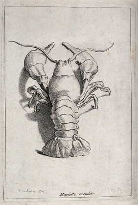 A crustacean (crab). Etching by E. Bouchardon.