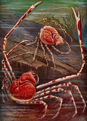 The Crabs ‎/ Sand And Sea ＋ ライブ・イン・ジャパン