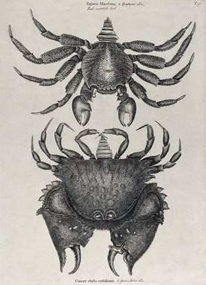 view Above, a red mottled crab; below, a rough shelled crab. Etching.