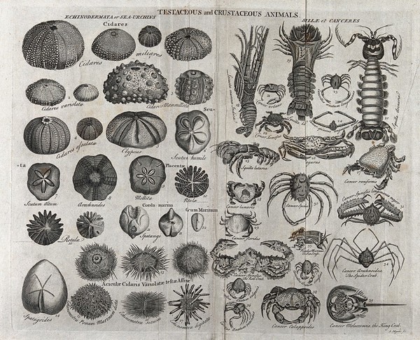 Various testaceous and crustaceous animals, including sea urchins and crabs. Engraving by J. Mynde.