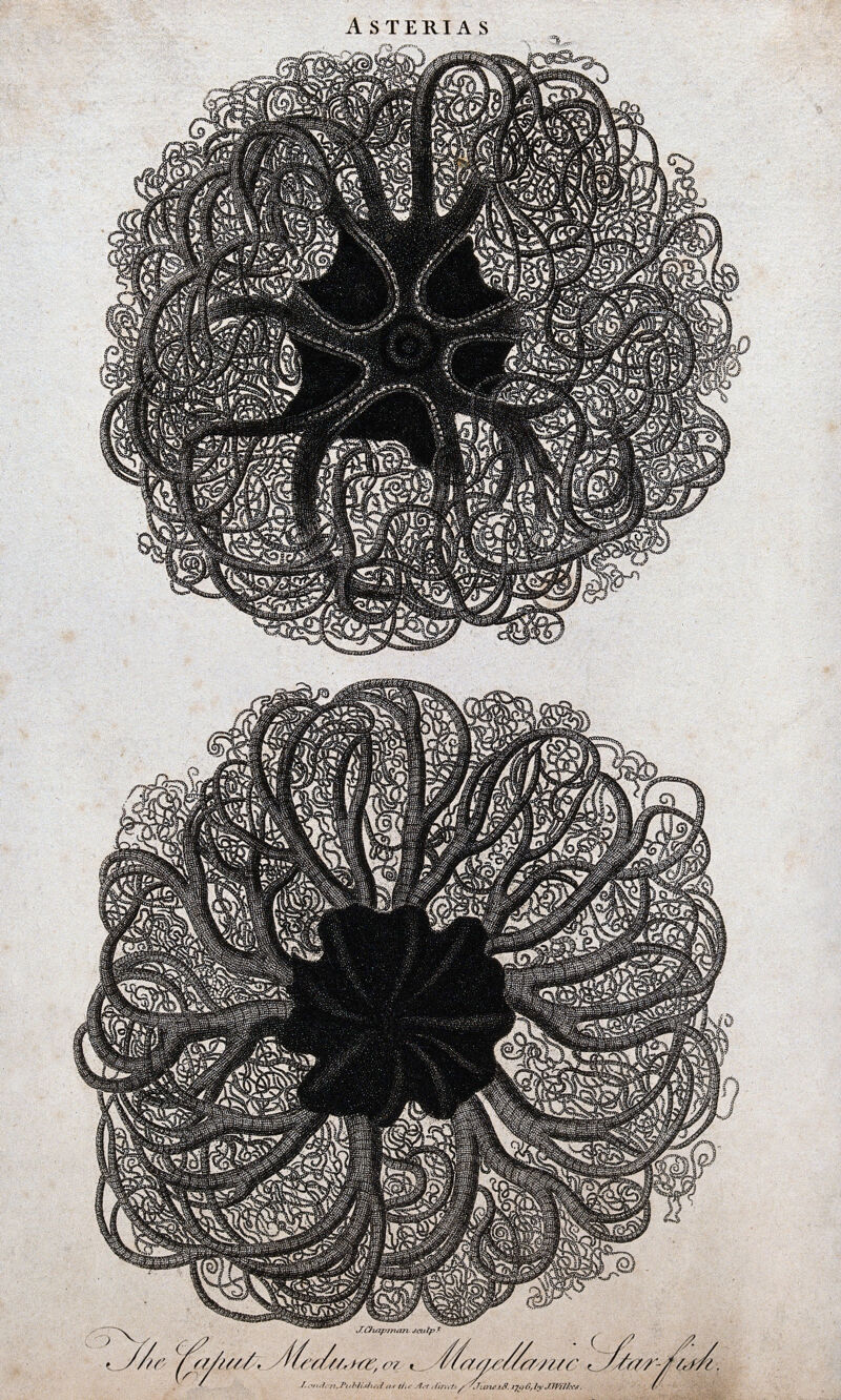 Two Magellanic star-fish. Etching by J. Chapman., 18 June 1796, by John Chapman