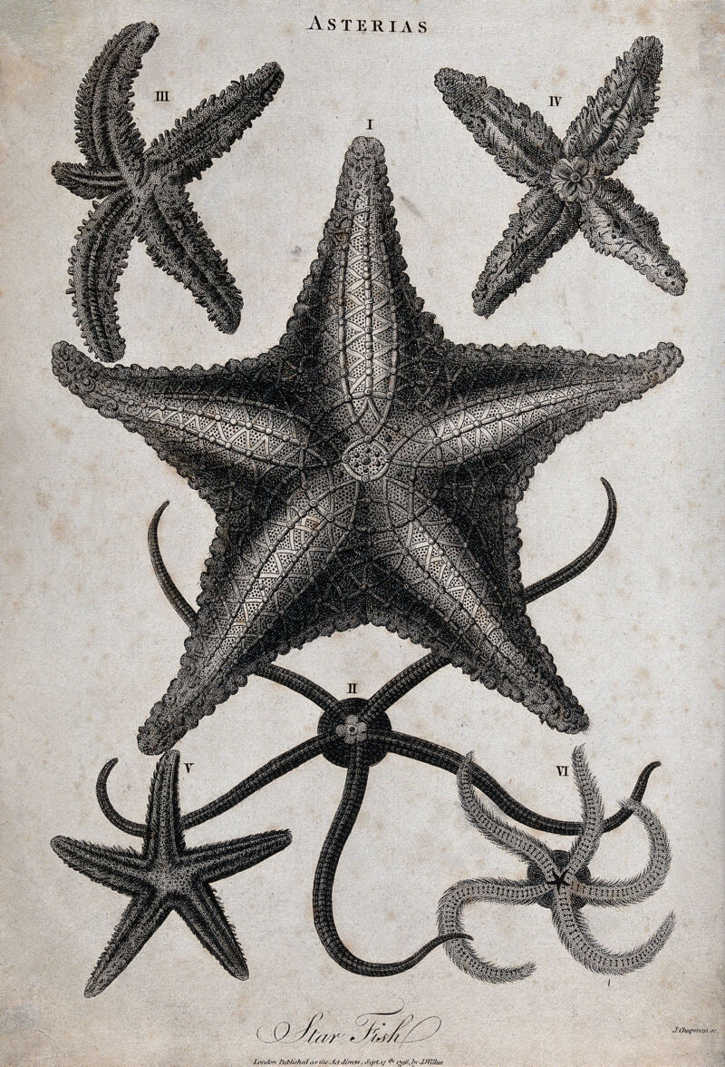 A variety of star fish. Etching by J. Chapman., 17 September 1796, by John Chapman