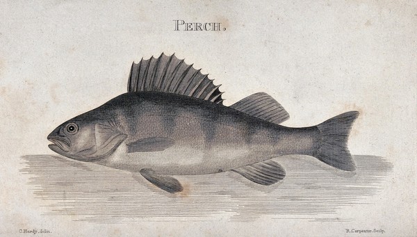 A perch. Engraving by R. Carpenter after C. Hardy.